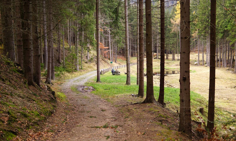 A peaceful forest trail winding through tall trees and greenery in autumn, inviting exploration.